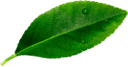 Decorative Leaf